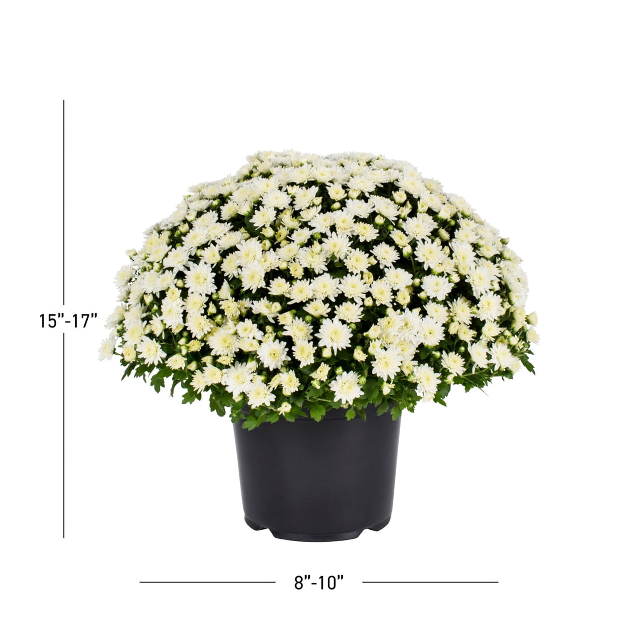 Expert Gardener 12 Inch White Chrysanthemum Live Fall Plant 3.0QT Grower's Pot Wed 2-Pack Easy to Grow
