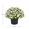 thumbnail image 4 of Expert Gardener 3QT White Mum Live Plant in Grower Pot, Full Sun, 4 of 8