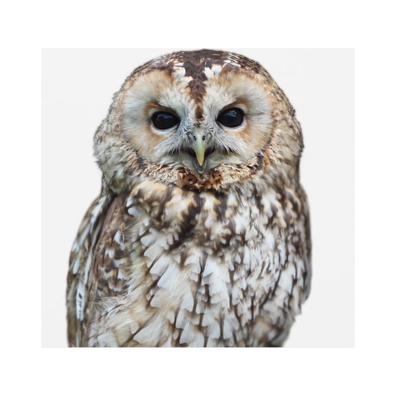 Trademark Fine Art 'Owl Portrait' Canvas Art by Lexie Gree