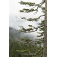 thumbnail image 2 of Paulson, Don 17x24 White Modern Wood Framed Museum Art Print Titled - Washington, Mount Rainier NP Evergreens in fog, 2 of 4