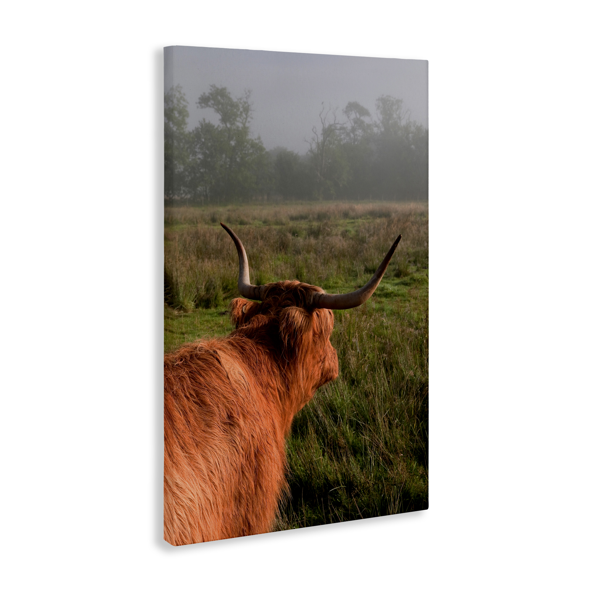 Highland Cow Gazing Out Canvas Wall Art, design by Jenny Rainbow Fine Art