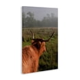 thumbnail image 4 of Highland Cow Gazing Out Canvas Wall Art, design by Jenny Rainbow Fine Art, 4 of 8