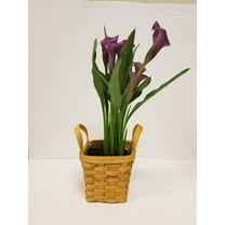 Live 4" Pink Calla Lily in Square Wicker Gift Basket