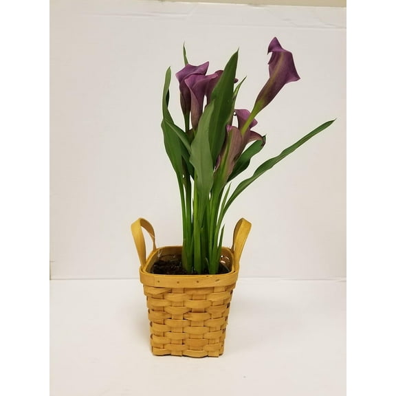 Live 4" Pink Calla Lily in Square Wicker Gift Basket