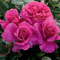 Pretty Lady® Floribunda Rose by Heirloom Roses - Pink Rose Bush