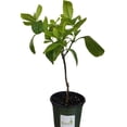 thumbnail image 2 of Mandevilla Tropical Plant, Gorgeous Yellow Flower, 4 Inch Pot, 2 of 6
