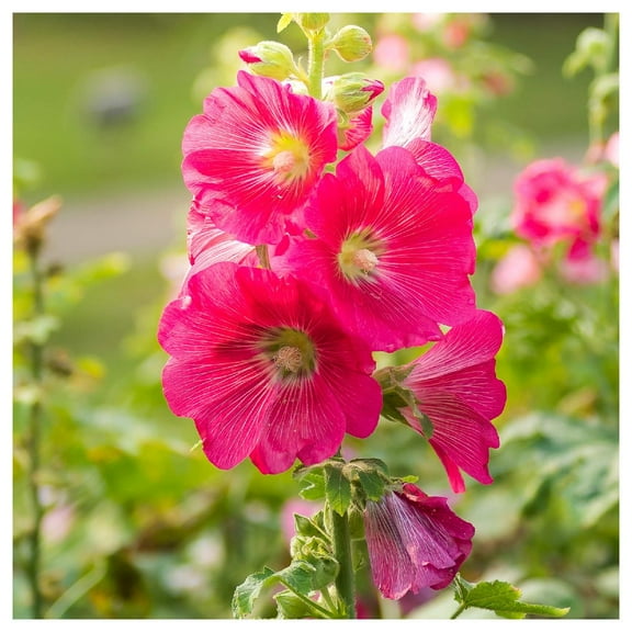 Everwilde Farms - 1/4 lb Hollyhock Garden Flower Seeds - Gold Vault Bulk Seed Packet