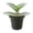 1 Plant, variant on Tradescantia Velvet - Wandering Jew - 1 Live Starter Plant - Tradescantia Sillamontana - Elegant Textured Tropical Indoor Trailing Vine with Fuzzy Foliage