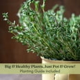thumbnail image 2 of Golden Lemon Thyme | Two Live Herb Plants | Non-GMO, Pretty & Citrusy, 2 of 9