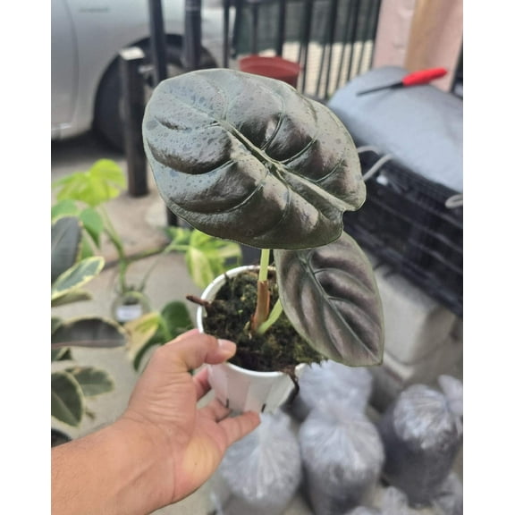 4 inch pot - Alocasia Azlanii - Rare Find, ready to ship - Get similar