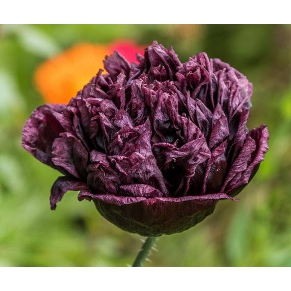 Black Peony Poppy Papaver Paeoniflorum Premium Seed Packet
