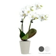 thumbnail image 2 of (2 pack) Just Add Ice Live Indoor Plant 6-10" Tall Mini White Orchid in 2.5" Decorative Clay Pot, 2 of 11