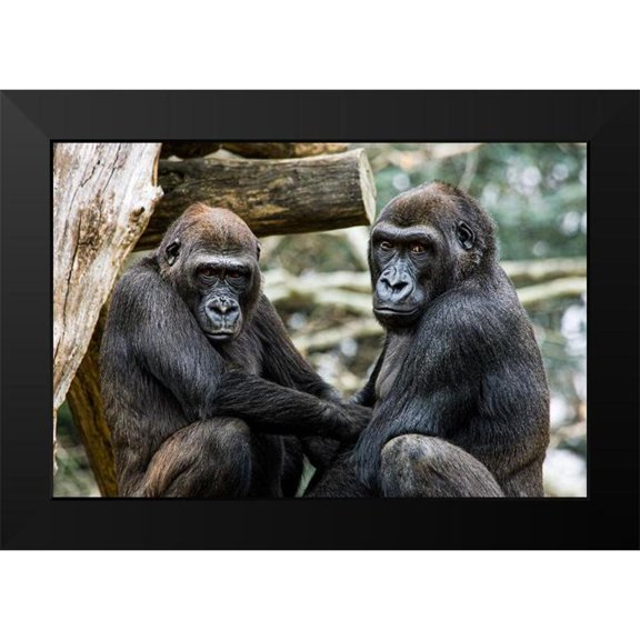 Murphy, Mehgan 14x11 Black Modern Framed Museum Art Print Titled - Lowland Gorilla
