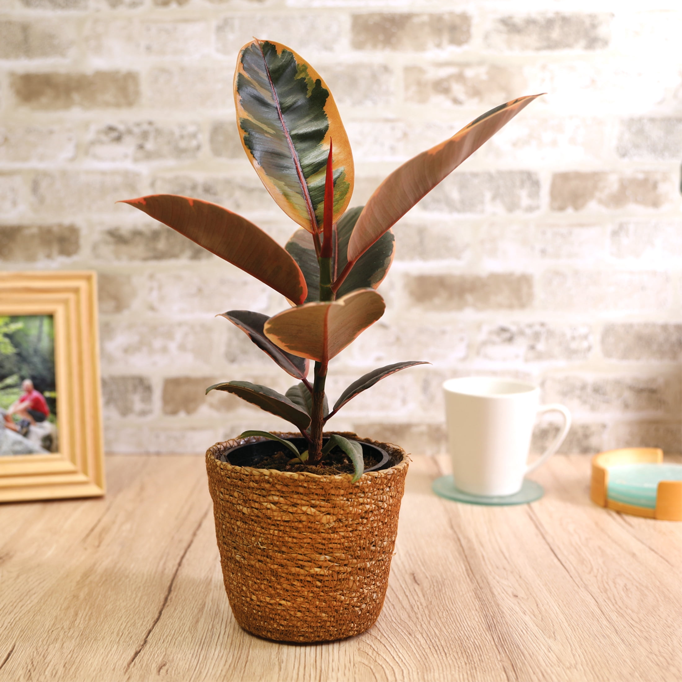 Wild Interiors Ficus Belize in Handwoven Seagrass Pot – 5in Tropical Charm