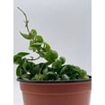 thumbnail image 6 of Hoya Hindu Rope Carnosa Compacta, 6 inch, Krinkle Kurl, Ready for Upgrade, Honeyplant Waxplant Porcelain Flower, 6 of 8