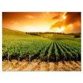 thumbnail image 2 of Sunset Vineyard Panorama - Extra Large Wall Art Landscape, 2 of 3