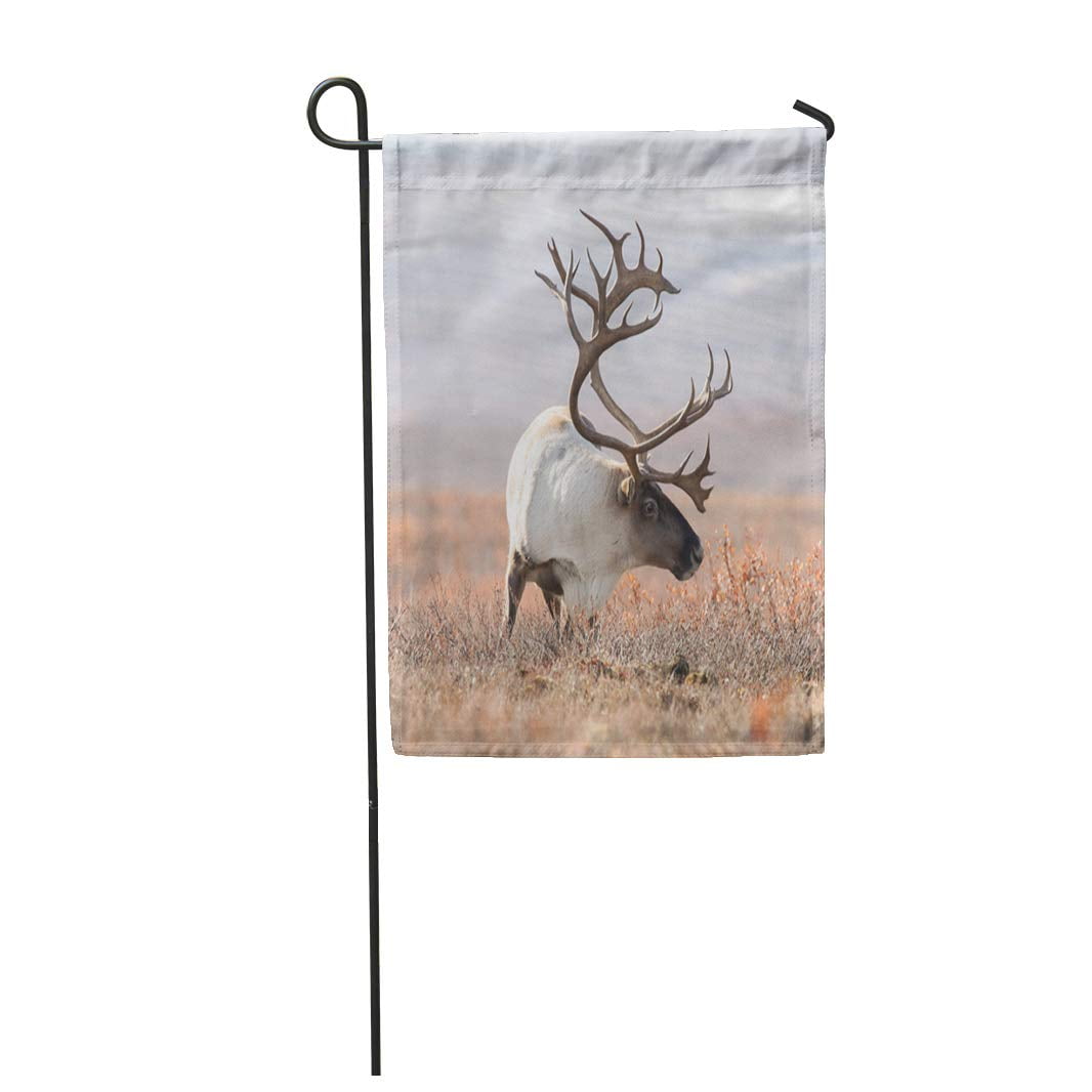 NUDECOR Wildlife Big Caribou in Alaska Tundra Denali Yukon Alaskan