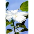 thumbnail image 3 of Hausenflock, Alan 11x14 Black Modern Framed Museum Art Print Titled - Hibiscus I, 3 of 5
