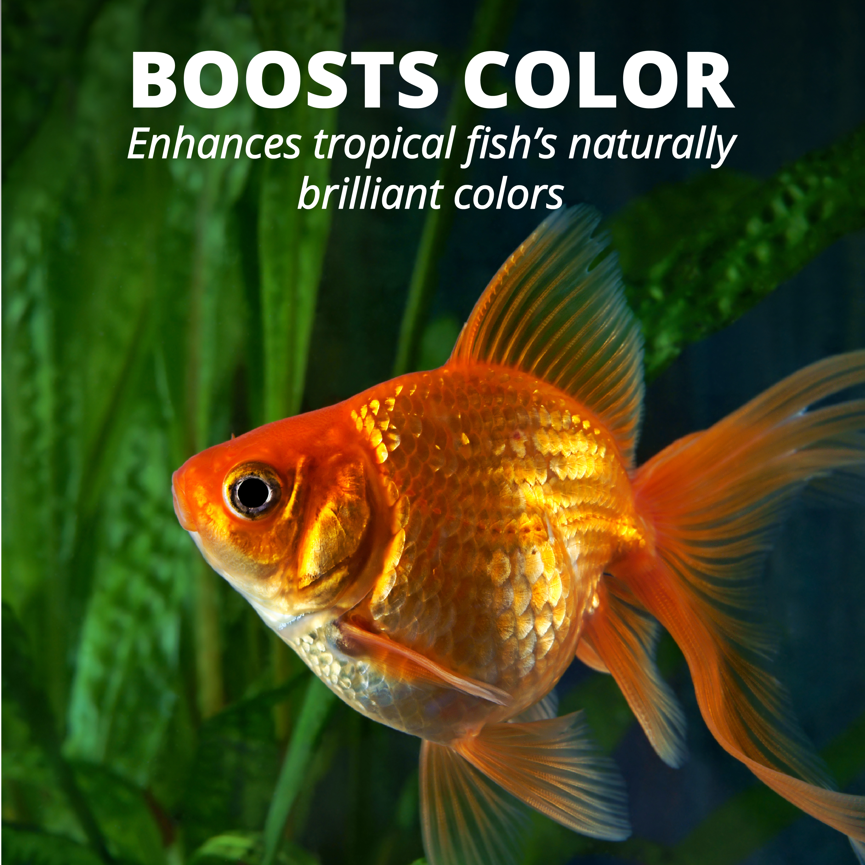 Tetra TetraFin Goldfish Flakes Fish Food photo 4