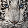 thumbnail image 6 of WYYP White Tiger Round Tablecloth 100% Polyester Fiber Waterproof White, 6 of 8