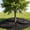 3pcs, variant on 36 Inch Black Non-Woven Tree Mulch Ring,Heavy Duty Weed Barrier Root Protector Mat,Outdoor Landscaping Tree Skirt Root Barrier Ring for Garden Trees Weed Control (2pcs)