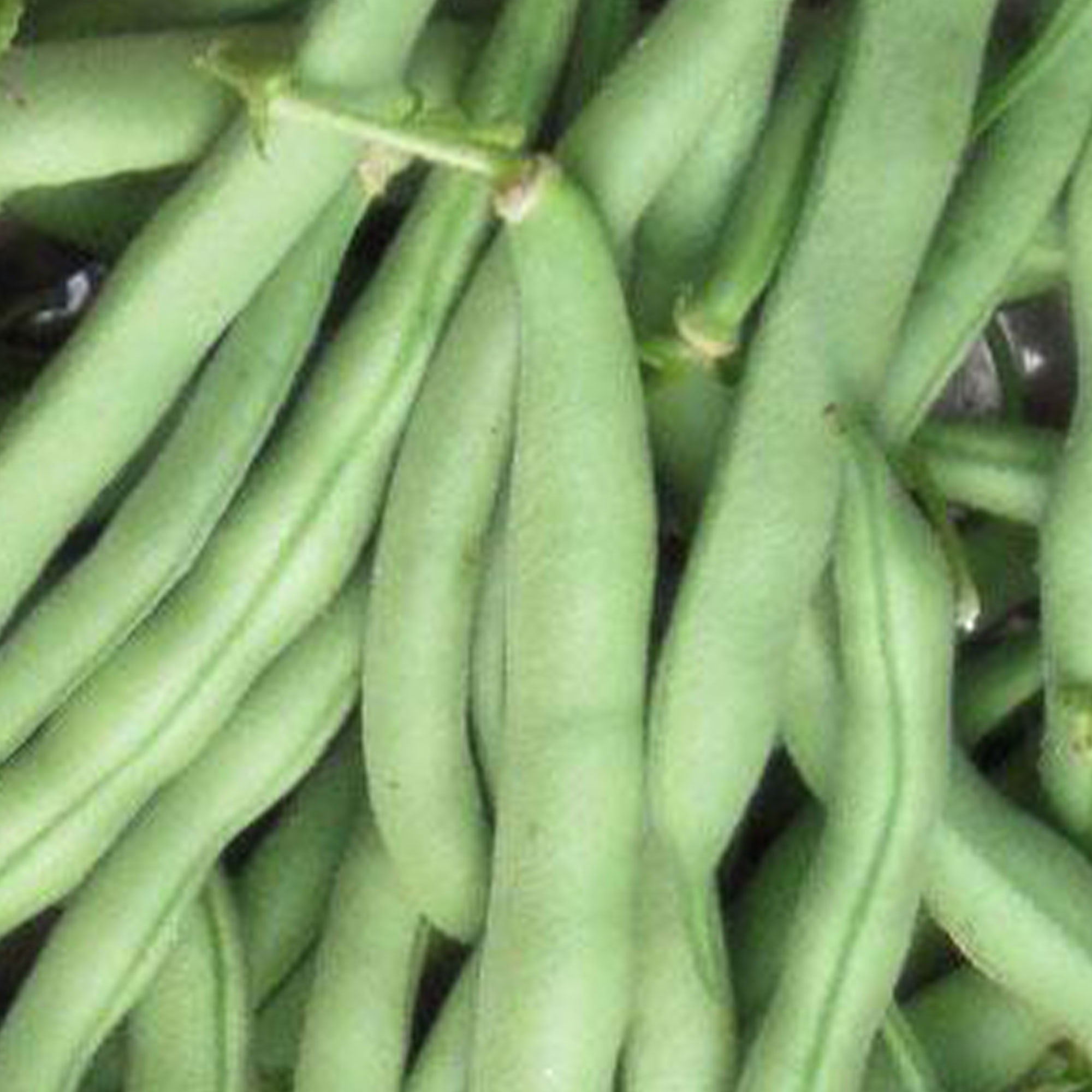 Tenderette Green Bean Seeds 1/2 LB 600 Seeds Heirloom, Open