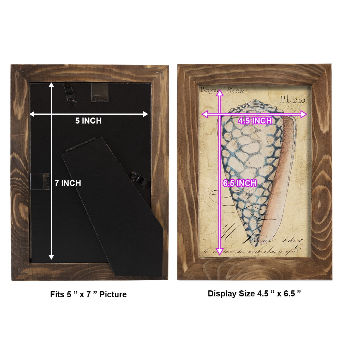 Seashell Ephemera IV - Framed Print w/glass - Walnut