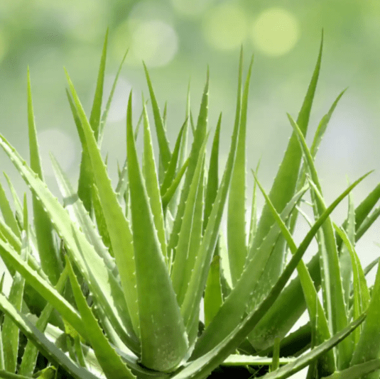 Aloe Vera Plant Live for Planting, Succulent Plant for Indoor Outdoor in 2 Inch Pot