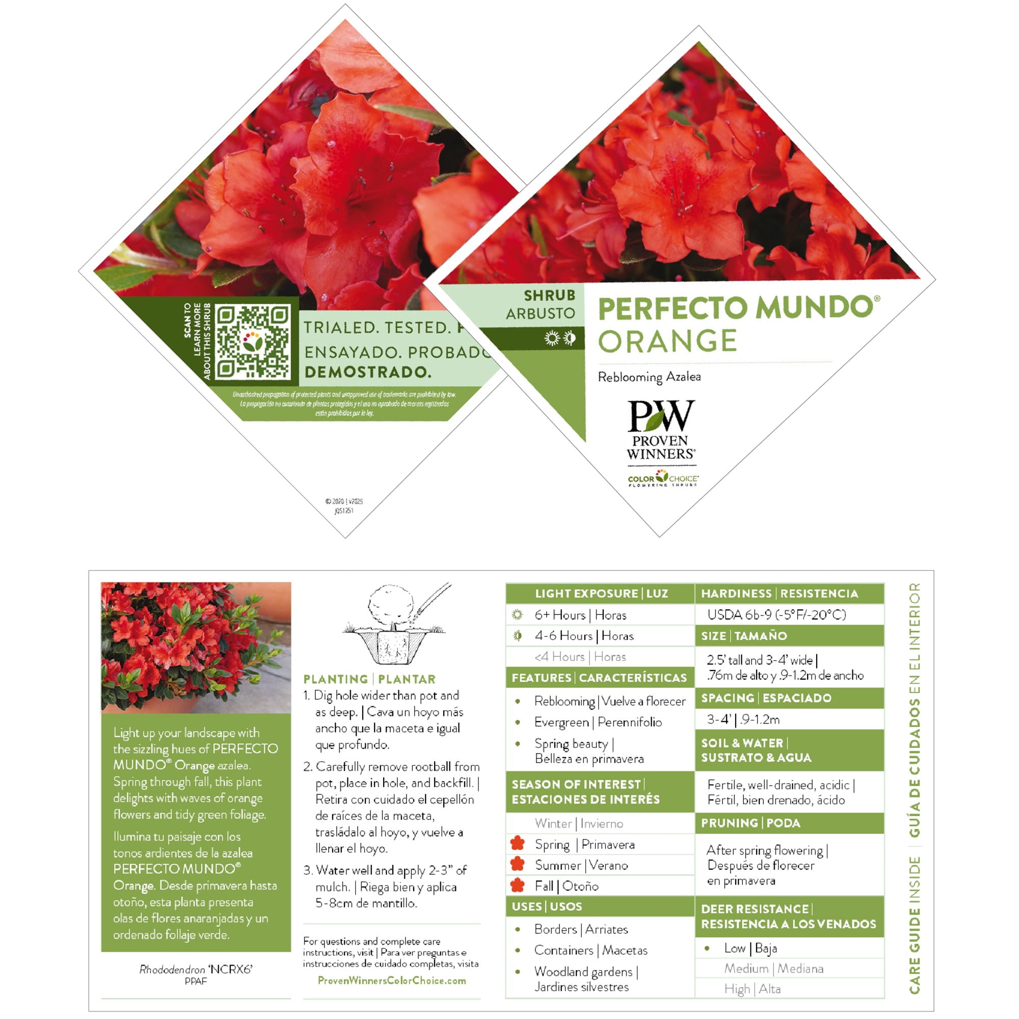 Proven Winners ColorChoice 5" Perfecto Mundo Orange Reblooming Azalea Live Plant in 4.5" Pot (4 Count)