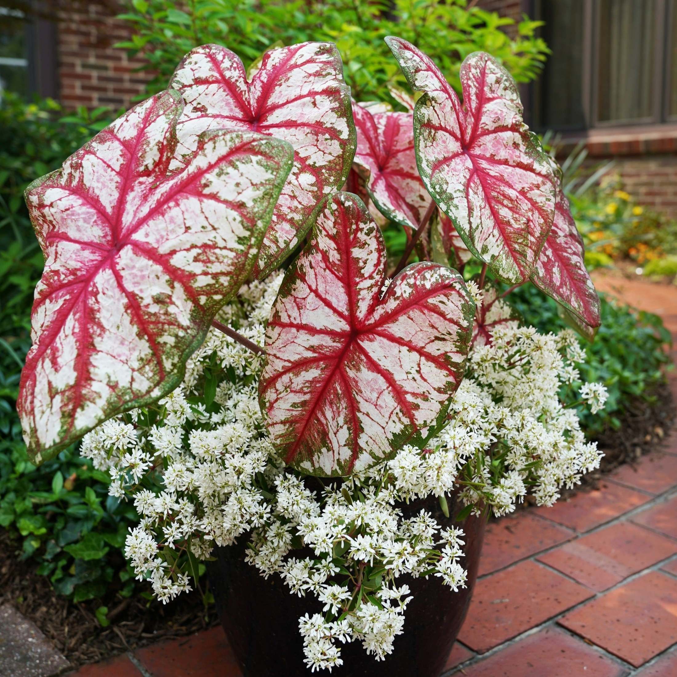 Proven Winners 5" Multicolor Heart to Heart 'Bottle Rocket' Sun or Shade Caladium Live Plant in 4.5" Pot (4 Count)