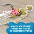 thumbnail image 4 of Modelo de cuerpo humano Thames & Kosmos Ooze Labs con órganos, 4 of 5