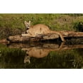 thumbnail image 2 of Jones, Adam 14x11 White Modern Wood Framed Museum Art Print Titled - Mountain lion and reflection on pond-Kalispell-Montana controlled situation Puma concolor, 2 of 4