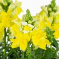 thumbnail image 2 of Better Homes & Gardens 2.5QT Multicolor Snapdragon Live Plants with Grower Pot, 2 of 2