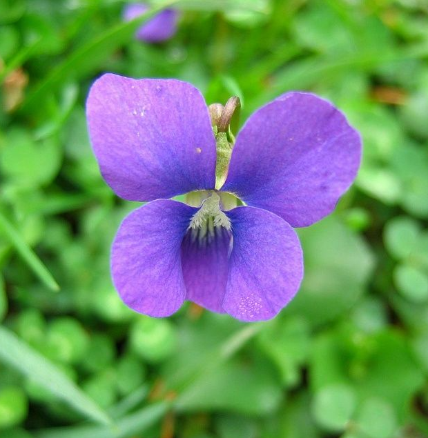 Purple Violet Live Plant for Planting, Indoor Houseplant in 4'' Pot, Vibrant Violet Flowers Ready to Grow 3-5 Inch Tall