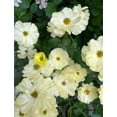 thumbnail image 2 of HJADGG Butterfly Ranunculus Bulbs Buttercup Bare Roots for Planting Canada, Perennial Flower Ranunculus asiaticus, Easy to Grow, Double Ranunculus Bare Roots for Cut Flowers Garden Indoor Outdoor, 2 of 5