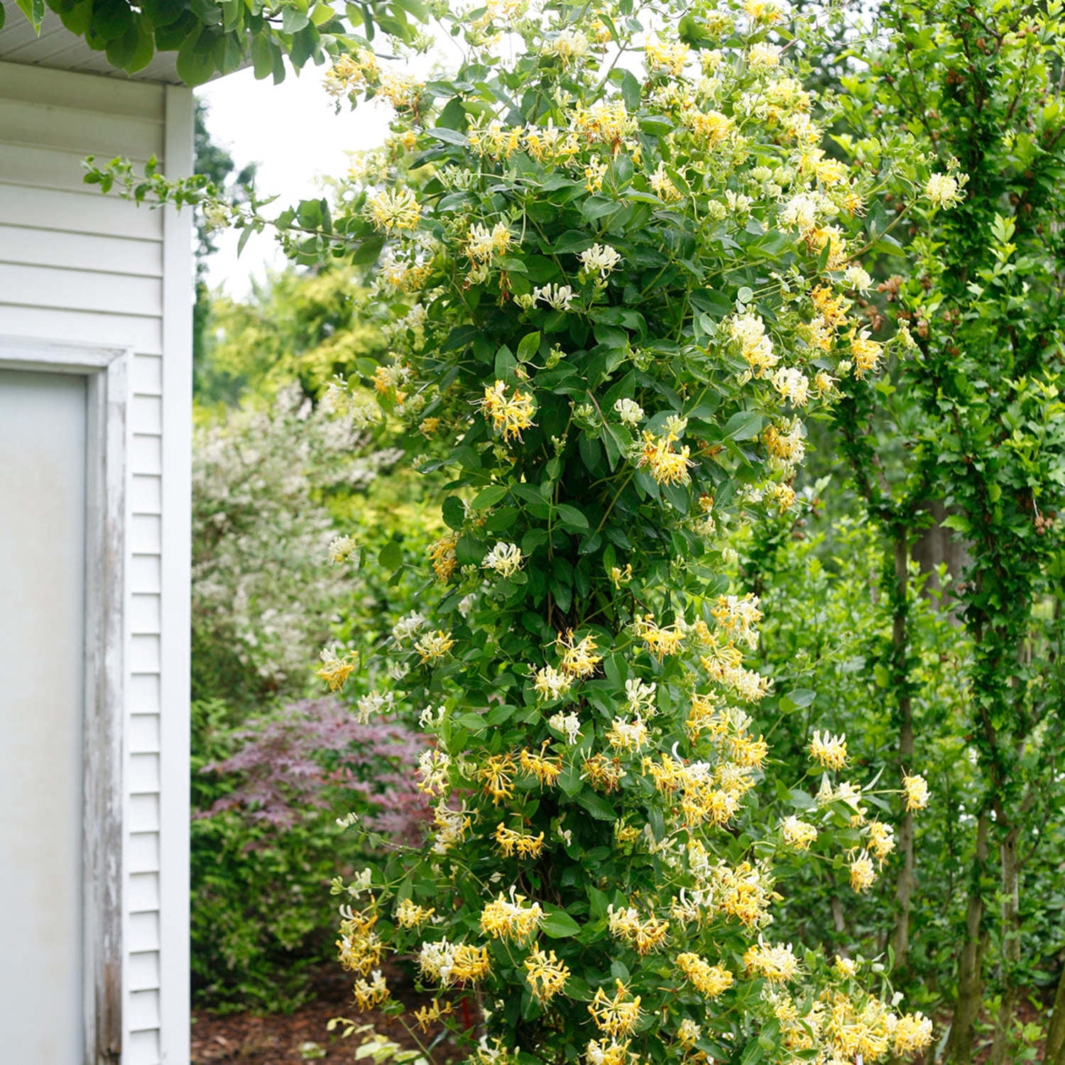 Proven Winners ColorChoice 5" Yellow 'Scentsation' Honeysuckle Live Plant in 4.5" Pot (4 Count)