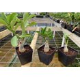 VULCANUS NX" Adenium Obesum Grafted Plant "Desert Rose Plant *USA