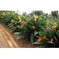 thumbnail image 3 of TomorrowSeeds - Birds of Paradise Seeds - 15+ Count - For 2026 Planting Strelitzia Reginae Orange, 3 of 10