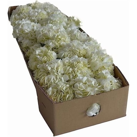 Kabloom 30 Fresh White Hydrangeas, Cut Flowers