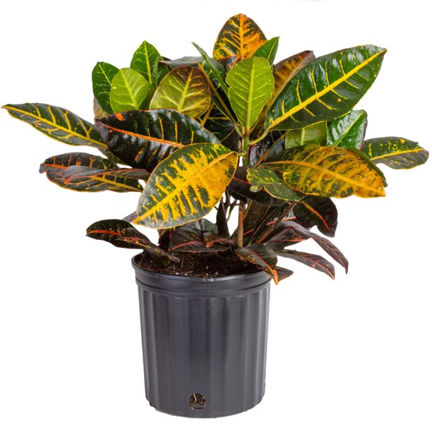 Costa Farms Expert Gardener Live Indoor 30in. Tall Multicolor Croton