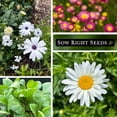 thumbnail image 3 of Sow Right Seeds Daisy Flower Seed Collection 5 Count, Non-GMO Varieties, 3 of 5