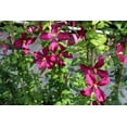 thumbnail image 4 of Clematis Madame Julia Correvon - 5 Live Plants in 4 Inch Growers Pots - Clematis 'Madame Julia Correvon' - Starter Plants Ready for The Garden - Beautiful Maroon Flowering Vine, 4 of 5