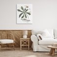 thumbnail image 3 of Stupell Industries Shabby Chic Magnolia Flower Study Canvas Art, 30 x 40, by Lettered and Lined, 3 of 7