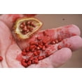 thumbnail image 4 of 100 Seeds ANNATTO TREE Lipstick Plant Annotta Orellana Seeds, 4 of 9