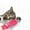 D, variant on Cat Toys Funny And Cute Pillows Funny Style Toys Self Entertainment Tools Pet Pillows Cat Indoor Interactive Pillows(A) Labradoodle Accessories Dog Accessories Catalogue Dog Accessories Set Camping
