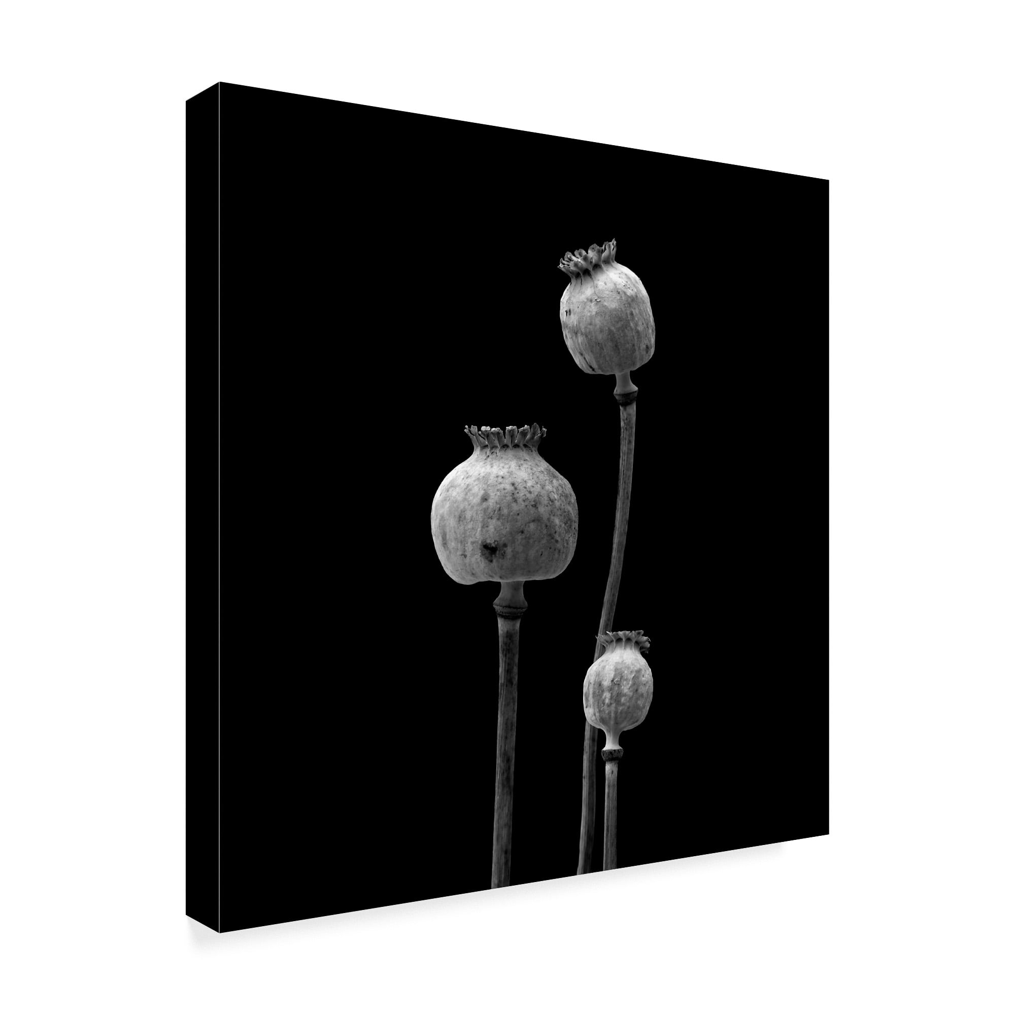 Trademark Fine Art '3 Poppy Heads Bw' Canvas Art by Tom Quartermaine