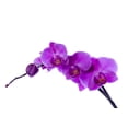 thumbnail image 2 of Orchid Wall Decal by Wallmonkeys Peel and Stick Graphic (24 in W x 14 in H) WM131183, 2 of 4