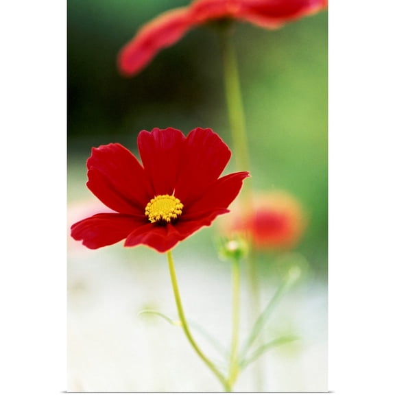 Great BIG Canvas | Rolled Bob Stefko Poster Print entitled Red Cosmos II