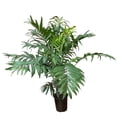 thumbnail image 3 of Planta varios modelos 1 pieza, 3 of 4