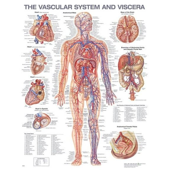 The Vascular System and Viscera Anatomical Chart (Other)